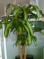 Fragrans , Massangeana , Cornstalk Dracaena , Chinese Money Tree,Corn Plant,دراسینا بلالی,گیاه ذرت,د